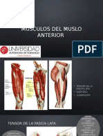 Musculos Del Muslo Anterior