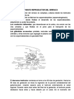 Anatomía Del Aparato Reproductor Del Verraco