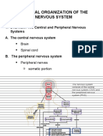 Functional Organization of The Nervous System