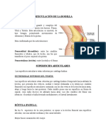 Articulación de La Rodilla