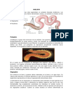 ANELIDOS: Características, Clasificación e Importancia