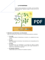 Informe Fotosíntesis