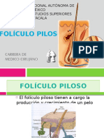 Foliculo Piloso