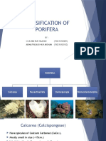 Classification of Porifera