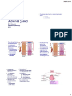 Adrenal Gland