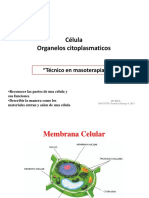 Organelos Citoplasmaticos PDF