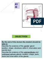 2 Salivary Glands