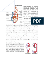 Tipos de Circulación Sanguínea