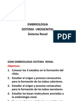 Embriologia Sistema Renal Urogenital 14