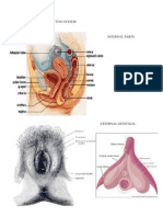 Female Reproductive System