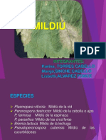 (Mildiu) Expocicion