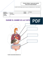 Partes Del Cuerpo Humano Guia de Trabajo y para Prueba 2do Basico