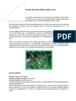 Gramíneas de Clima Cálido