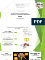 Anatomia Sistema Reproductivo en Animales Domesticos PDF