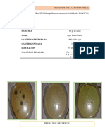 Practica 06 Numeracion de Staphilococcus Aureus Coagulasa Positivo