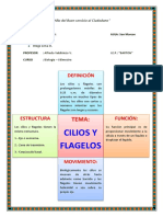 Cilios y Flagelos