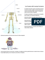 Los Huesos Del Cuerpo Humano