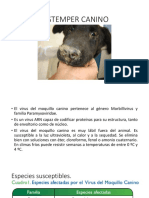 Distemper Canino