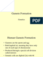 Gamete Formation