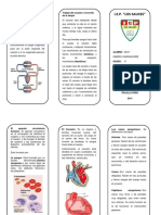 Triptico-Circulacion Sauces