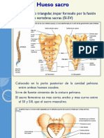 Huesosacro 121006132807 Phpapp02