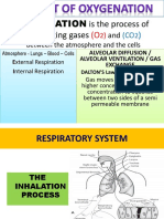 Respiratory Anatomy & Physiology