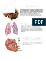 Órganos Del Cuerpo Humano