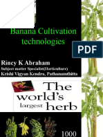 Banana Cultivation Technologies: Rincy K Abraham