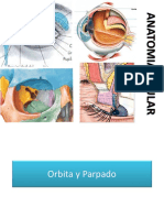 Anatomia Ocular