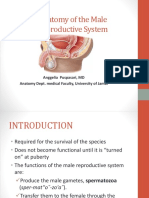 Anatomy of Male Reproductive Organs