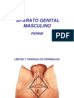 Aparato Genital Masculino