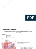 Foliculo Piloso