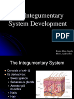 The Integumentary System Development: Biene, Ellen Angelic Flores, Andrie Bon