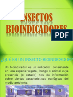 Expocisión Orden Plecóptera