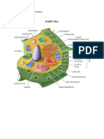 Plant Cell: Name: Marc Alejandro Caranzo Section: 7 - Dalton