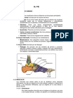 Anatomia y Fisiologia Del Pie