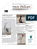 Brown Pelican: Notable Birds in The Area