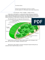 Photosynthesis Everything You Need To Know