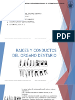 Raíz y Conductos