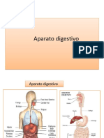 Aparato Digestivo Genito Urinario Maculino y Femenino