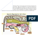 Palpacion Rectal en Bovinos