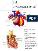 Cardiovascular System