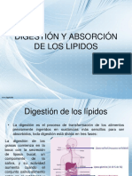 Digestión y Absorción de Los Lipidos