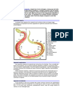 Anatomie de Serpent