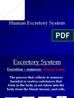 Excretory System Final