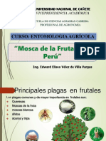 6.9. Mosca de La Fruta