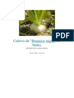 Cultivo de NABO