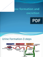 Urine Formation and Excretion