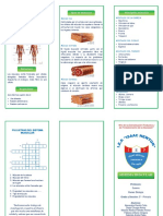 Triptico Sistema Muscular