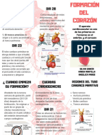 Formación Del Corazón